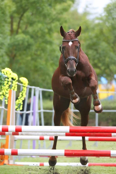 Beautiful young purebred horse jump over barrieroutdoors. Free jumping competition at rural animal farm.