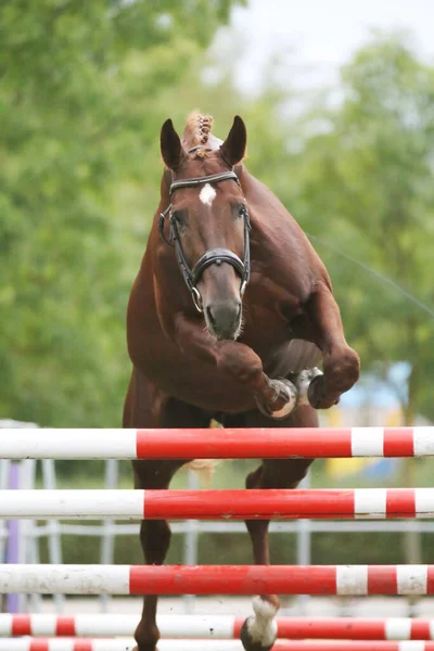 Krásný Mladý Čistokrevný Kůň Skákat Přes Barrieroutdoors Volný Skákání Soutěž — Stock fotografie