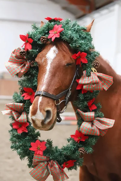 Funny picture of a young chestnut horse while  wearing a beautiful wreath decoration as an emotional christmas background