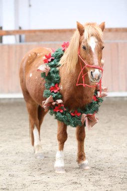 Duygusal bir arkaplan olarak güzel bir çelenk takan bir atın eşsiz resmi.