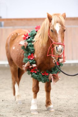 Duygusal bir arkaplan olarak güzel bir çelenk takan bir atın eşsiz resmi.