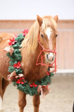 Duygusal bir arkaplan olarak güzel bir çelenk takan bir atın eşsiz resmi.