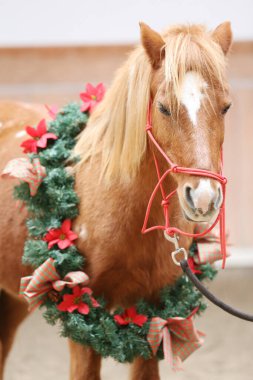 Duygusal bir arkaplan olarak güzel bir çelenk takan bir atın eşsiz resmi.