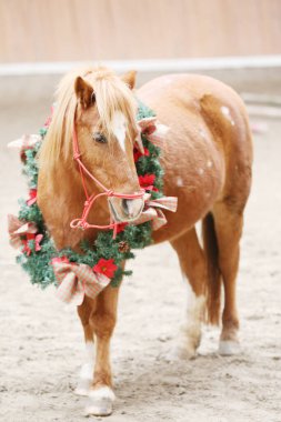 Duygusal bir arkaplan olarak güzel bir çelenk takan bir atın eşsiz resmi.