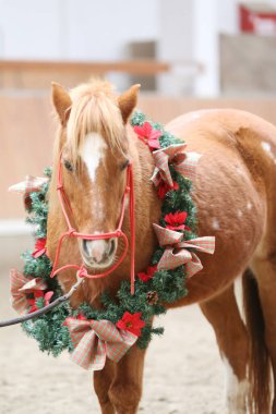 Duygusal bir arkaplan olarak güzel bir çelenk takan bir atın eşsiz resmi.