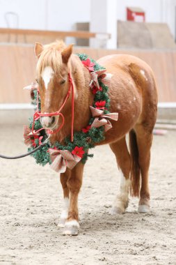 Duygusal bir arkaplan olarak güzel bir çelenk takan bir atın eşsiz resmi.