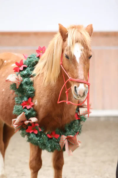 Duygusal bir arkaplan olarak güzel bir çelenk takan bir atın eşsiz resmi.