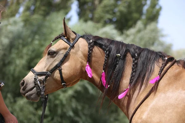 Portrait close up of a purebred horse in summer children camp. Domestic horse braided mane decorated with feather on the neck