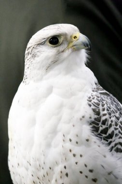 Extreme close up of a beautiful young gyrfalcon head