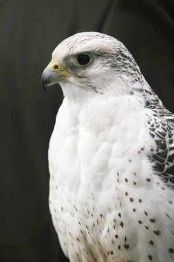 Extreme close up of a beautiful young gyrfalcon head