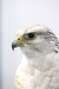 Extreme close up of a beautiful young gyrfalcon head
