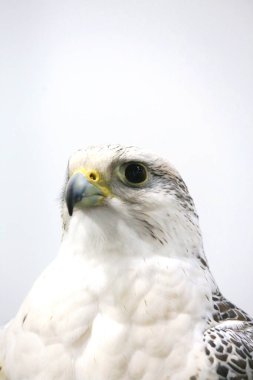 Extreme close up of a beautiful young gyrfalcon head