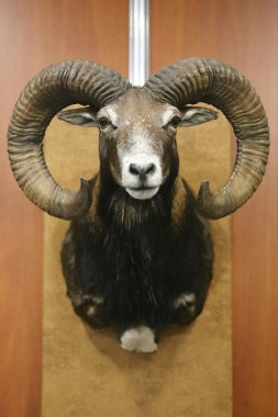 Head shot closeup of an adult male mouflon on the wall as taxidermy. Hunting trophy taxidermy detail objects 
