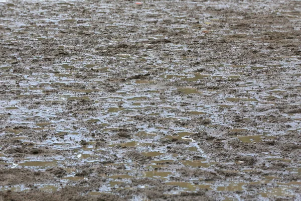 Hoofprints Racetrack Heavy Rain — Stock Photo, Image