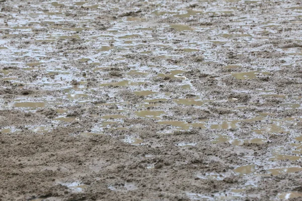 Hoofprints Racetrack Heavy Rain — Stock Photo, Image