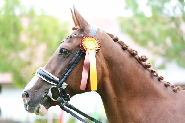 一名获奖者栗色马在户外动物饲养场的头像特写 — 图库照片