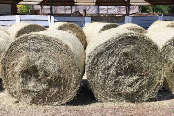Bale of strawrolls. Stacked straw bales in an animal farm. Farmyard storage concept. Lots of hay. Horse feed warehouse. Farm Animal Care