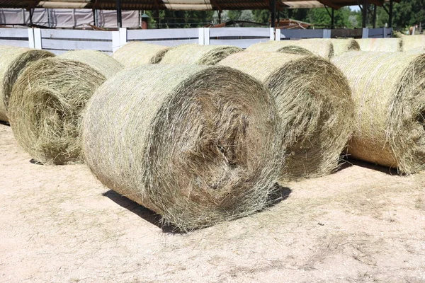Bale Morangos Empilhados Fardos Palha Uma Fazenda Animais Conceito Armazenamento — Fotografia de Stock