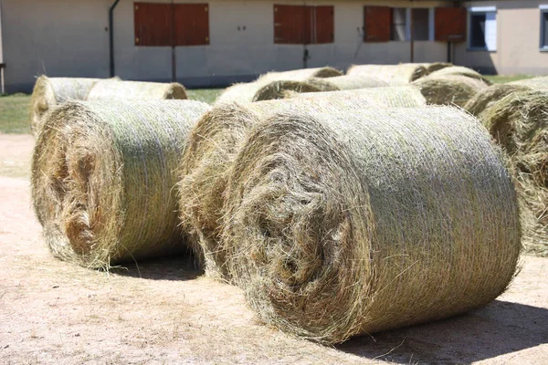 Bale of strawrolls. Stacked straw bales in an animal farm. Farmyard storage concept. Lots of hay. Horse feed warehouse. Farm Animal Care