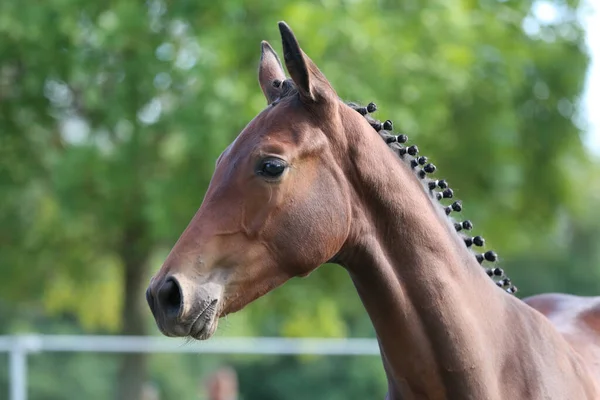 美しい若い栗の葉の肖像画を閉じます 乗馬イベントで田舎の動物農場で純血種の若い馬の頭のショット夏 — ストック写真