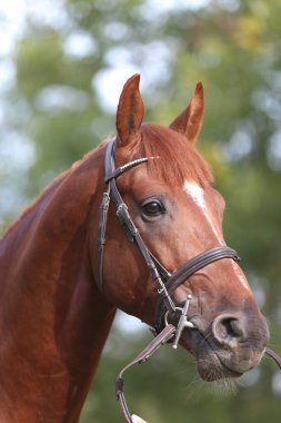 Güzel, genç bir kestane aygırının portresi. At şovunda at çiftliğinde safkan bir atın doğal arka planda çekilmiş fotoğrafı.