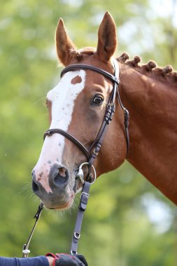 Güzel, genç bir kestane aygırının portresi. At şovunda at çiftliğinde safkan bir atın doğal arka planda çekilmiş fotoğrafı.