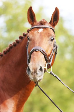 Güzel, genç bir kestane aygırının portresi. At şovunda at çiftliğinde safkan bir atın doğal arka planda çekilmiş fotoğrafı.