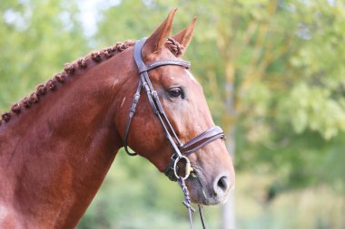 Güzel, genç bir kestane aygırının portresi. At şovunda at çiftliğinde safkan bir atın doğal arka planda çekilmiş fotoğrafı.
