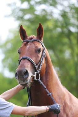 Güzel, genç bir kestane aygırının portresi. At şovunda at çiftliğinde safkan bir atın doğal arka planda çekilmiş fotoğrafı.