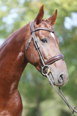 Güzel, genç bir kestane aygırının portresi. At şovunda at çiftliğinde safkan bir atın doğal arka planda çekilmiş fotoğrafı.