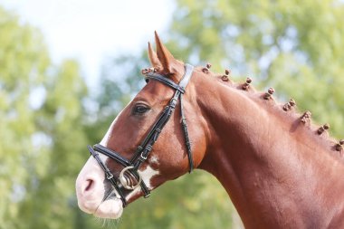 Güzel, genç bir kestane aygırının portresi. At şovunda at çiftliğinde safkan bir atın doğal arka planda çekilmiş fotoğrafı.