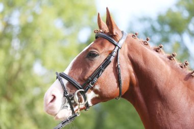Güzel, genç bir kestane aygırının portresi. At şovunda at çiftliğinde safkan bir atın doğal arka planda çekilmiş fotoğrafı.