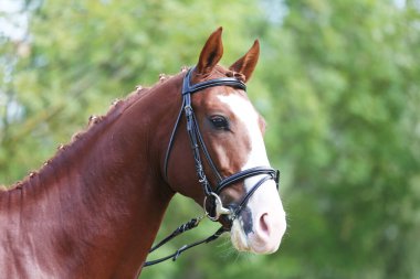Güzel, genç bir kestane aygırının portresi. At şovunda at çiftliğinde safkan bir atın doğal arka planda çekilmiş fotoğrafı.