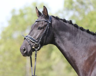 Güzel, genç bir kestane aygırının portresi. At şovunda at çiftliğinde safkan bir atın doğal arka planda çekilmiş fotoğrafı.
