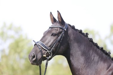 Güzel, genç bir kestane aygırının portresi. At şovunda at çiftliğinde safkan bir atın doğal arka planda çekilmiş fotoğrafı.