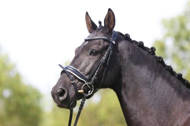 Güzel, genç bir kestane aygırının portresi. At şovunda at çiftliğinde safkan bir atın doğal arka planda çekilmiş fotoğrafı.