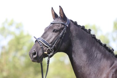 Güzel, genç bir kestane aygırının portresi. At şovunda at çiftliğinde safkan bir atın doğal arka planda çekilmiş fotoğrafı.