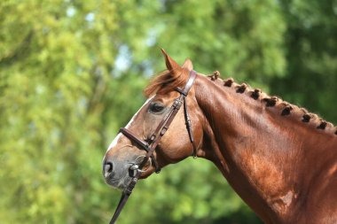 Güzel, genç bir kestane aygırının portresi. At şovunda at çiftliğinde safkan bir atın doğal arka planda çekilmiş fotoğrafı.