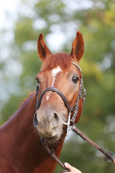 Portrét Zblízka Krásného Mladého Kaštanového Hřebce Snímek Hlavy Čistokrevného Koně — Stock fotografie