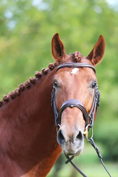 一个漂亮的栗子小种马的特写 一匹纯种马在乡村牧场的马展上与自然背景相遇时的头像 — 图库照片