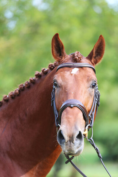 Portrait close up of a beautiful young chestnut stallion. Headshot of a purebred horse against natural background at rural ranch on horse show summertime outddors