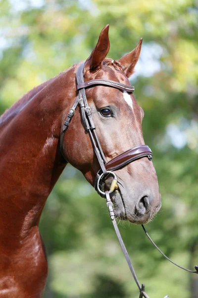 Portrait Close Beautiful Young Chestnut Stallion Headshot Purebred Horse Natural — Stock Photo, Image