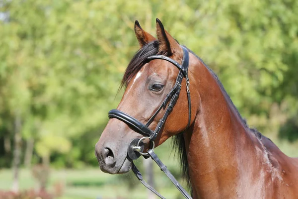 Portrét Zblízka Krásného Mladého Kaštanového Hřebce Snímek Hlavy Čistokrevného Koně — Stock fotografie