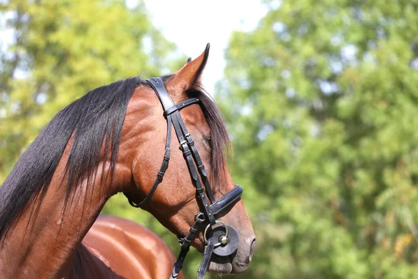 Potret Dekat Kuda Jantan Muda Yang Cantik Dari Kastanye Headshot — Stok Foto