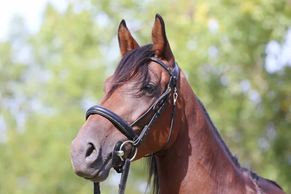 Portrait Close Beautiful Young Chestnut Stallion Headshot Purebred Horse Natural — Stock Photo, Image