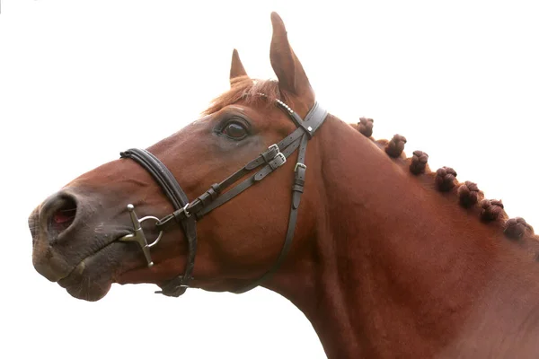 Potret Dekat Kuda Jantan Muda Yang Cantik Dari Kastanye Headshot — Stok Foto