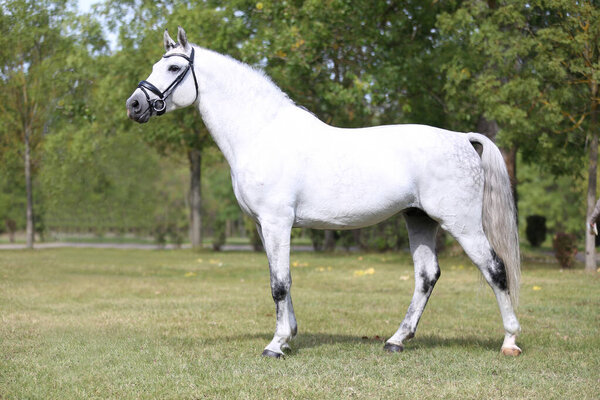 Красивый молодой жеребец позирует на сельской животноводческой ферме летом