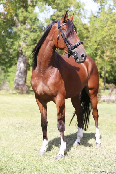 Garanhão Jovem Bonita Posando Fazenda Animal Rural Verão Mostra Cavalo — Fotografia de Stock