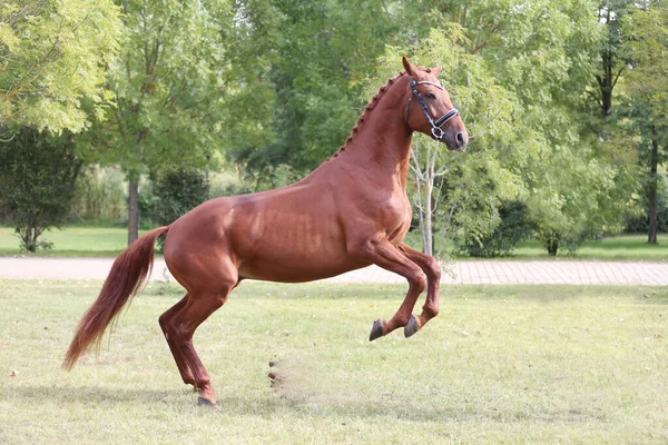 Garanhão Jovem Bonita Posando Fazenda Animal Rural Verão Mostra Cavalo — Fotografia de Stock
