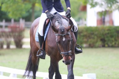 Dressage: Doğa arka planında bir spor atın portresi. Antrenman sırasında yarışmadan önce bir at portresinin yakın çekimi
